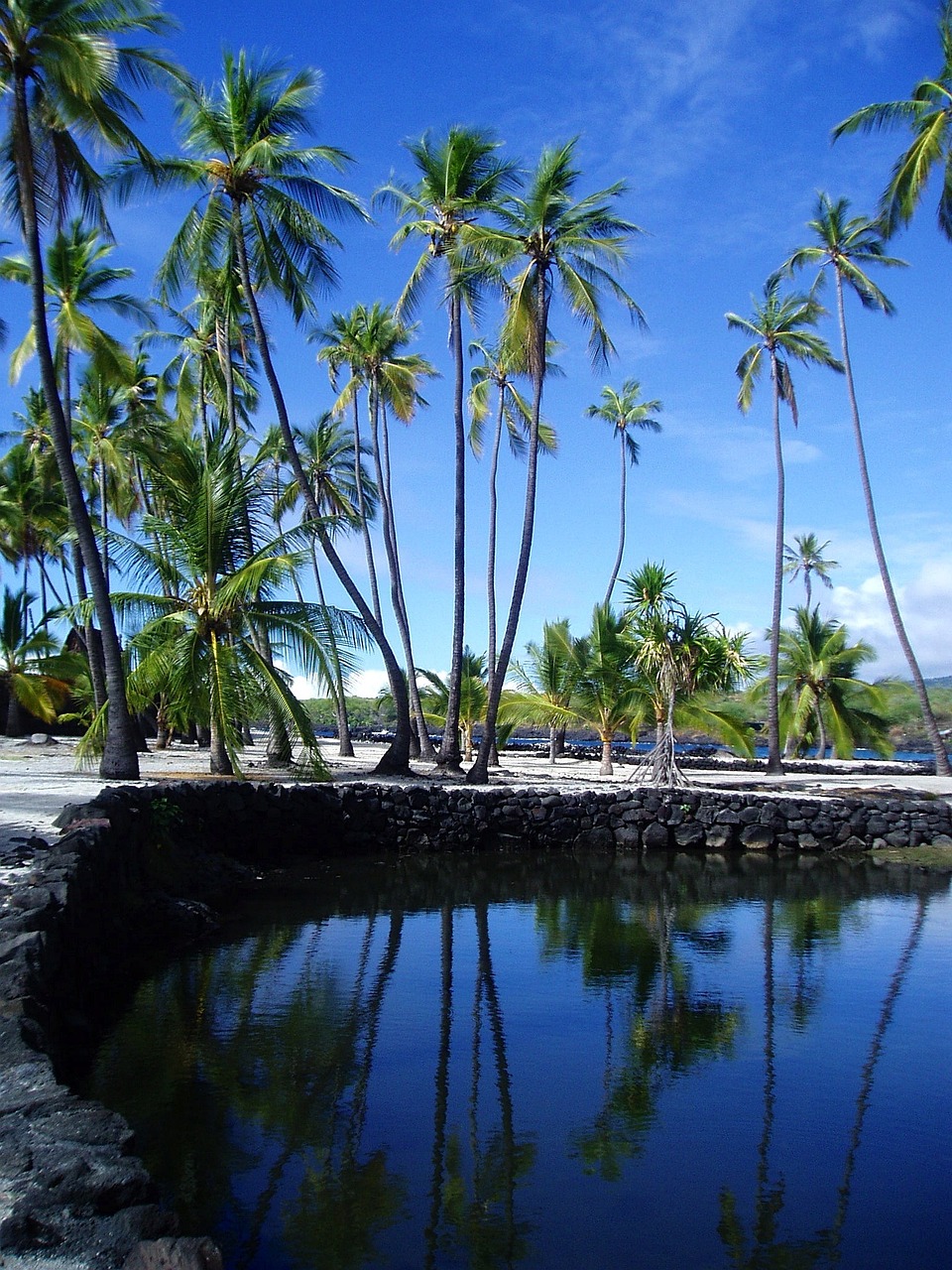 hawaii, palms, palm trees-79928.jpg