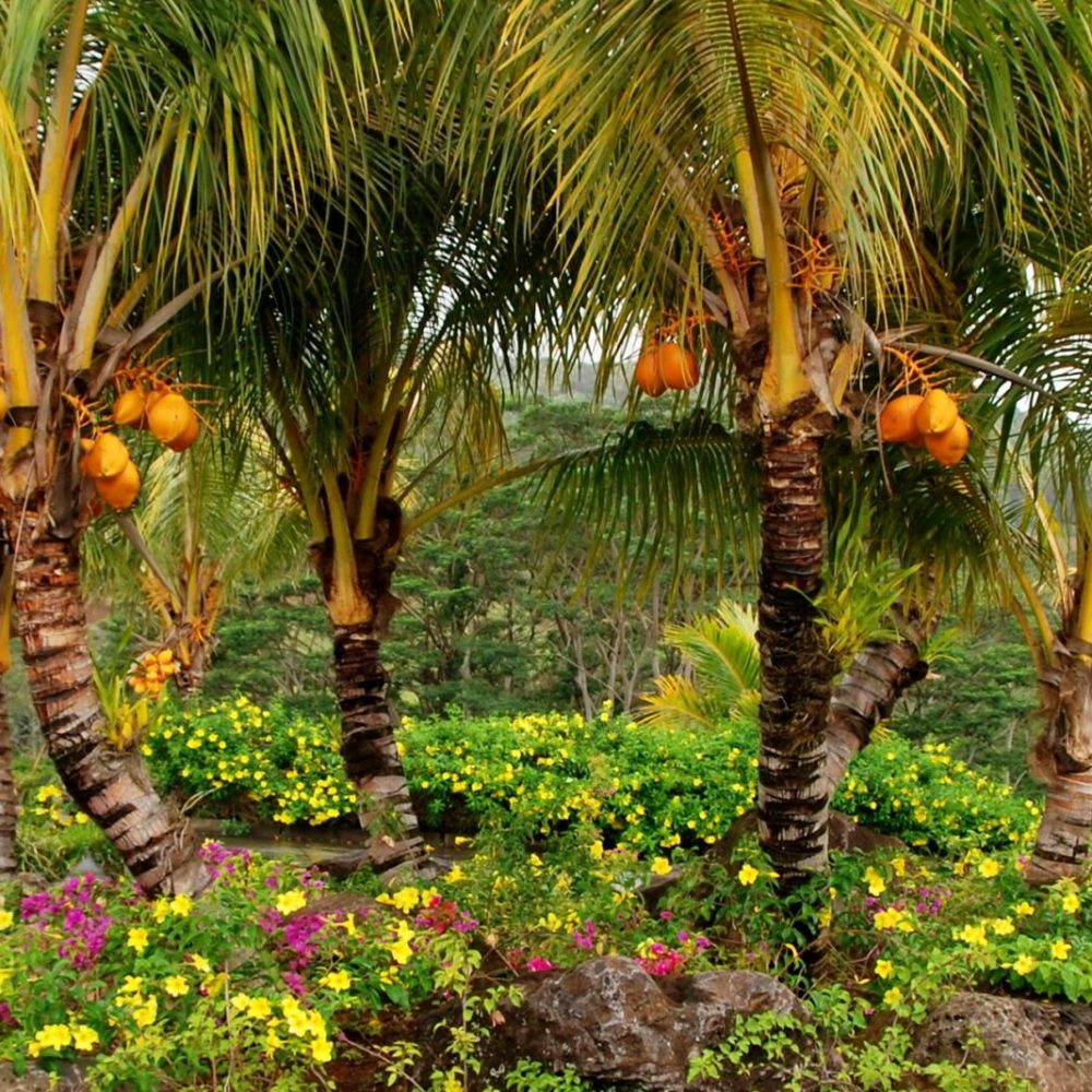 palm-trees-fruits-yellow-trees-1056474